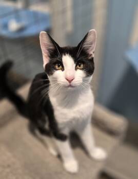 Rescue Domestic Short Hair Cats for Adoption in Vancouver, Washington - Milky Way | PetCurious