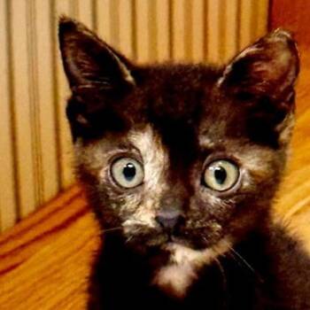 Magnolia -  Domestic Short Hair Cat for Adoption in Bulverde, Texas - Magnolia | PetCurious