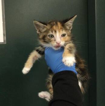 A1922637 -  Domestic Short Hair Cat for Adoption in Thousand Palms, California - A1922637 | PetCurious