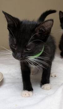 Yorick [Lime] -  Domestic Short Hair Cat for Adoption in Chamblee, Georgia - Yorick [Lime] | PetCurious