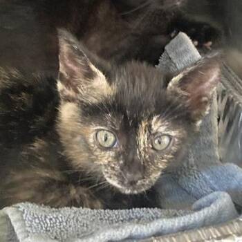 Opal -  Domestic Short Hair Cat for Adoption in Long Beach, California - Opal | PetCurious