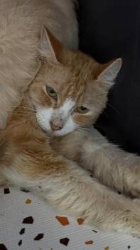 26-545 -  Domestic Short Hair Cat for Adoption in Barnesville, Georgia - 26-545 | PetCurious