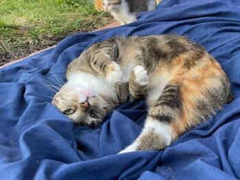 Austin -  Domestic Short Hair Cat for Adoption in Cromwell, Kentucky - Austin | PetCurious