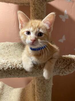 Souris -  Tabby and Domestic Short Hair Cat for Adoption in Kenosha, Wisconsin - Souris | PetCurious