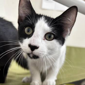 Boulder -  Domestic Short Hair Cat for Adoption in Las Vegas, Nevada - Boulder | PetCurious