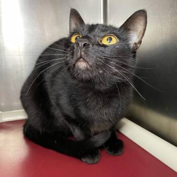 Domestic Short Hair Cats Available for Adoption - Vincent (Binx) | PetCurious
