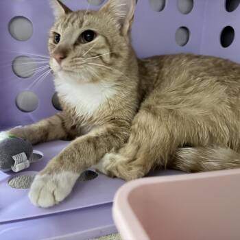 Domestic Short Hair Cats Available for Adoption in Auburn, Alabama - Oddie | PetCurious