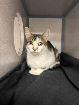 Libby Lu -  Domestic Short Hair Cat for Adoption in Liverpool, New York - Libby Lu | PetCurious