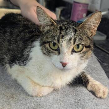 April -  Domestic Short Hair Cat for Adoption in Brighton, Missouri - April | PetCurious