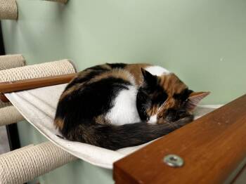 Peri -  Domestic Short Hair Cat for Adoption in Evanston, Illinois - Peri | PetCurious