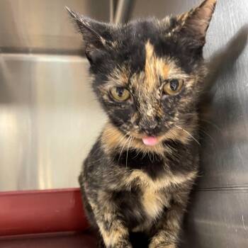 Rescue Domestic Short Hair Cats for Adoption in Benton Harbor, Michigan - Lucy | PetCurious