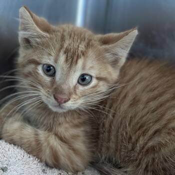 Callum -  Domestic Short Hair Cat for Adoption in Matteson, Illinois - Callum | PetCurious