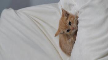 Rescue Tabby Cats for Adoption in Hi Vista, California - Archie | PetCurious