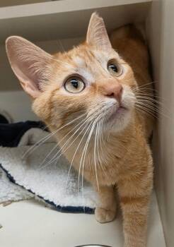 Quinn -  Domestic Short Hair Cat for Adoption in Bloomington, Indiana - Quinn | PetCurious