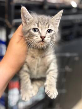 Smokey -  Domestic Medium Hair Cat for Adoption in Lockhart, Texas - Smokey | PetCurious