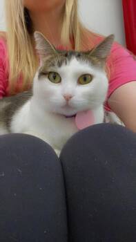 Domestic Short Hair Cats Available for Adoption in Mustang, Oklahoma - Michalea | PetCurious