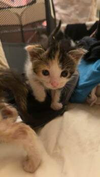 Churro -  Domestic Short Hair Cat for Adoption - Churro | PetCurious