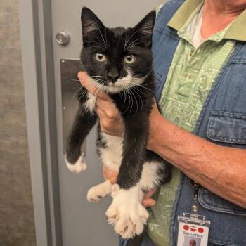 Howard -  Domestic Short Hair Cat for Adoption in Rochester, Minnesota - Howard | PetCurious