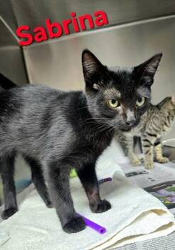 Sabrina -  Domestic Short Hair Cat for Adoption in Sullivan, Indiana - Sabrina | PetCurious