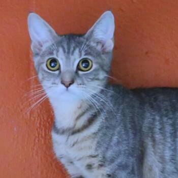 Ariel -  Domestic Short Hair Cat for Adoption in Sarasota, Florida - Ariel | PetCurious