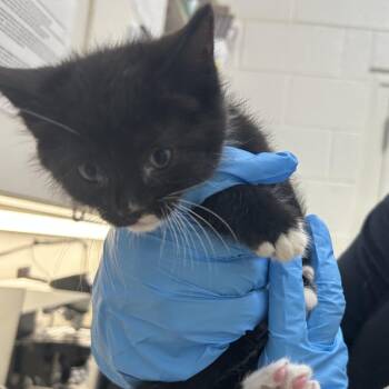 Professor Plum -  Domestic Short Hair Cat for Adoption in Auburn, Alabama - Professor Plum | PetCurious
