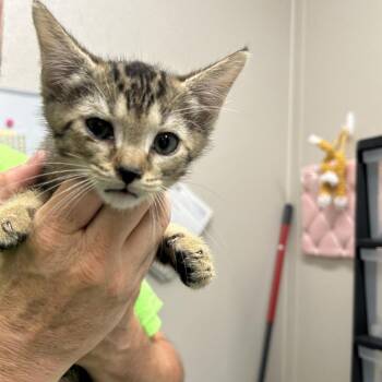 Unpermitted Deck -  Domestic Short Hair Cat for Adoption in Morganton, North Carolina - Unpermitted Deck | PetCurious