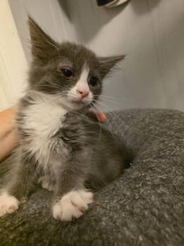 June -  Domestic Medium Hair Cat for Adoption in Metamora, Illinois - June | PetCurious