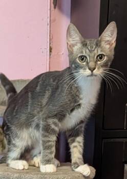 Chase -  Domestic Short Hair Cat for Adoption in Pompano Beach, Florida - Chase | PetCurious