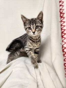 Poppy -  Domestic Short Hair Cat for Adoption in Erin, Ontario - Poppy | PetCurious