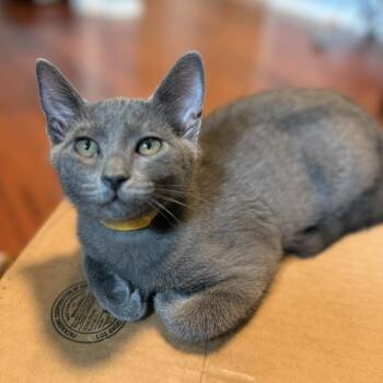 Cosmo -  Domestic Short Hair Cat for Adoption in Renton, Washington - Cosmo | PetCurious