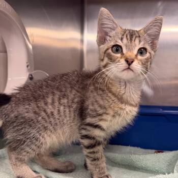 Bacon -  Domestic Short Hair Cat for Adoption - Bacon | PetCurious