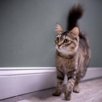 Ambrose Katter -  Domestic Medium Hair and Domestic Short Hair Cat for Adoption in Hudson, Massachusetts - Ambrose Katter | PetCurious