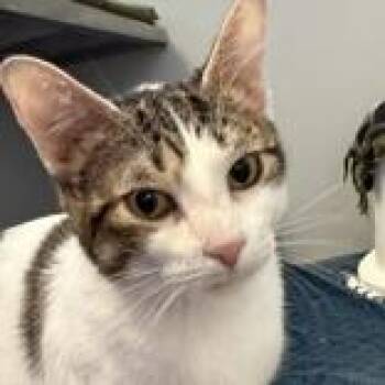 Domestic Short Hair Cats Available for Adoption in Lansing, Michigan - Sweet Pea | PetCurious