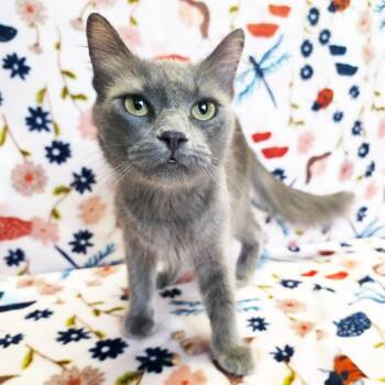 Mama Babble -  Domestic Medium Hair Cat for Adoption in Mt. Juliet, Tennessee - Mama Babble | PetCurious