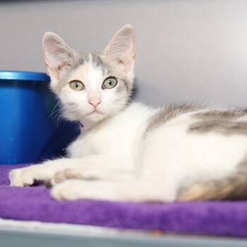 Macchiato -  Domestic Short Hair Cat for Adoption in Evansville, Indiana - Macchiato | PetCurious