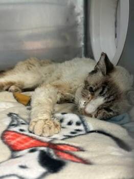 61362410 -  Domestic Short Hair Cat for Adoption in El Paso, Texas - 61362410 | PetCurious