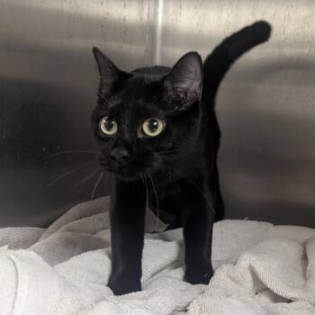 Lilith -  Domestic Short Hair Cat for Adoption in Springfield, Illinois - Lilith | PetCurious