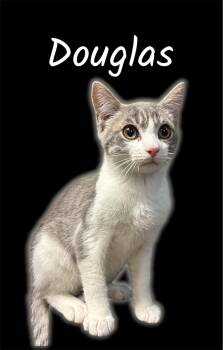 Douglas (Bonded with Bart) -  Domestic Short Hair Cat for Adoption in Auburn, California - Douglas (Bonded With Bart) | PetCurious