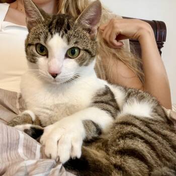 RUFUS -  Tabby and Tiger Cat for Adoption in Columbus, Ohio - RUFUS | PetCurious