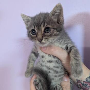 Fuzz Lightyear -  Domestic Short Hair Cat for Adoption in Johnstown, Pennsylvania - Fuzz Lightyear | PetCurious
