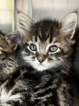 Gravy -  Domestic Short Hair Cat for Adoption in Healdsburg, California - Gravy | PetCurious