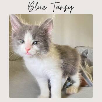 Domestic Short Hair Cats Available for Adoption - BLUE TANSY | PetCurious