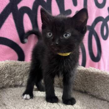 Knight (yellow collar) -  Domestic Short Hair Cat for Adoption in Puslinch, Ontario - Knight (yellow Collar) | PetCurious