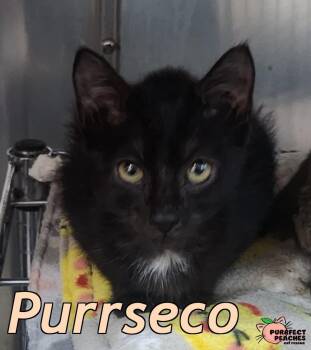 Purrseco -  Domestic Short Hair Cat for Adoption in Douglasville, Georgia - Purrseco | PetCurious