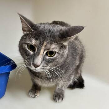 Hailey -  Domestic Short Hair Cat for Adoption in Birmingham, Alabama - Hailey | PetCurious