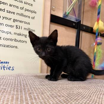 Domestic Short Hair Cats Available for Adoption in Kyle, Texas - BAD ROMANCE | PetCurious