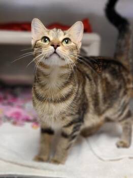 Domestic Short Hair Cats Available for Adoption in Westland, Michigan - Amaretto | PetCurious