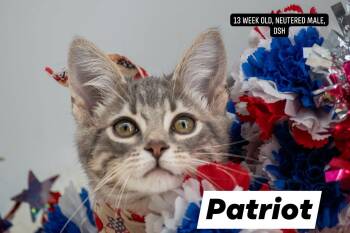 Patriot -  Domestic Short Hair Cat for Adoption in Sevierville, Tennessee - Patriot | PetCurious
