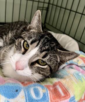 Rescue Domestic Short Hair Cats for Adoption in Landenberg, Pennsylvania - Scratch | PetCurious