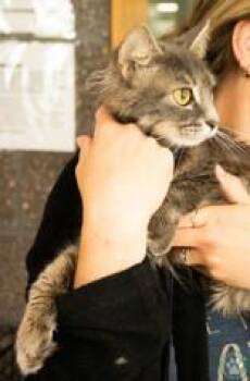 Echo -  Domestic Long Hair Cat for Adoption in Potsdam, New York - Echo | PetCurious
